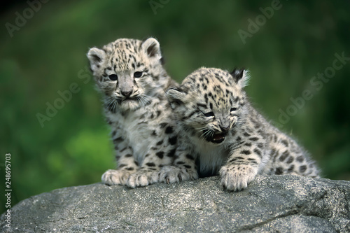 Leinwand Poster Snow Leopard (Uncia uncia)