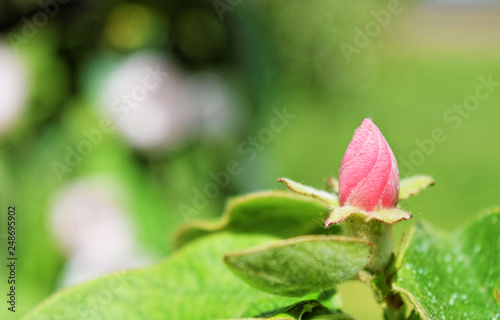 Beautiful quince bud and flower in spring