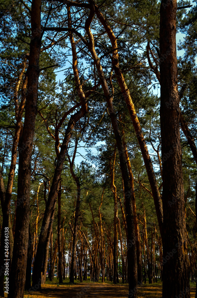 trees in forest trees in forest