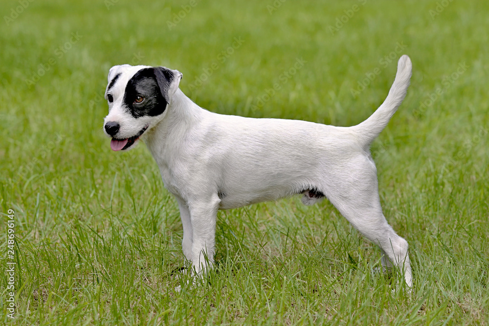 Parson Russell Terrier in the spring garden Parson Russell Terrier in the spring garden