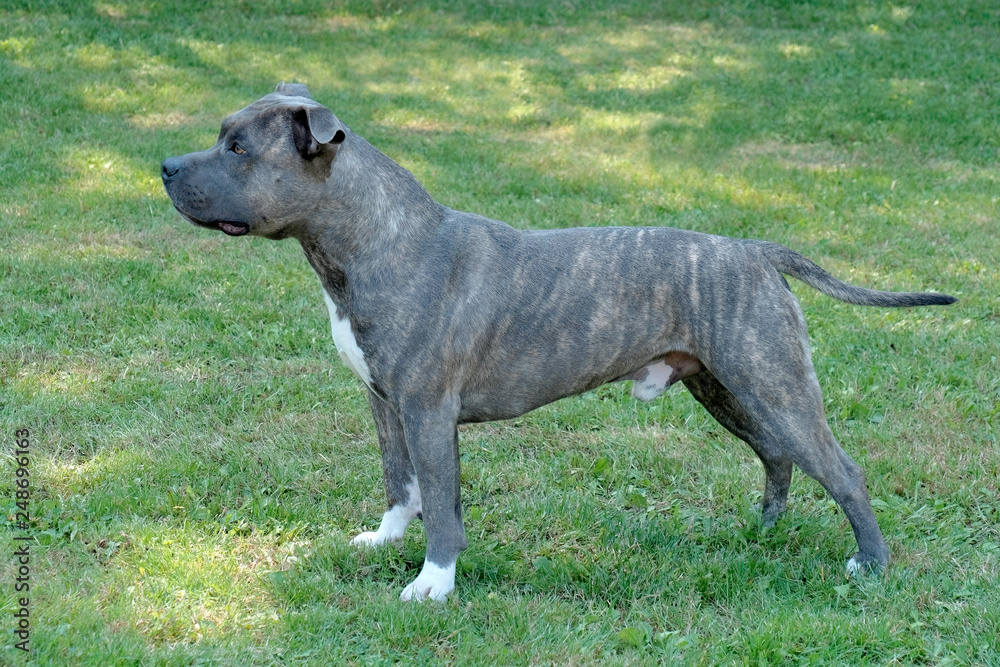 American Staffordshire Terrier in the spring garden American Staffordshire Terrier in the spring garden