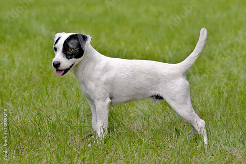 Slika na platnu Parson Russell Terrier in the spring garden