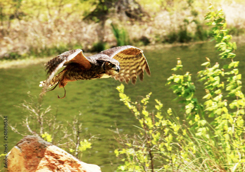 Owl in flight over a river during the day