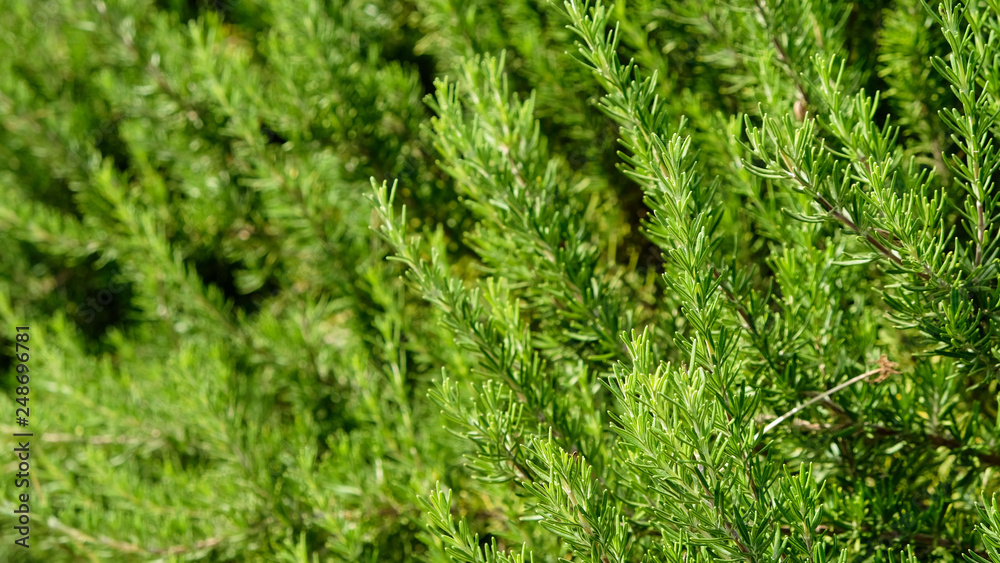 blossoming rosemary plants in the herb garden, selected focus, narrow depth of field. Medicinal plants