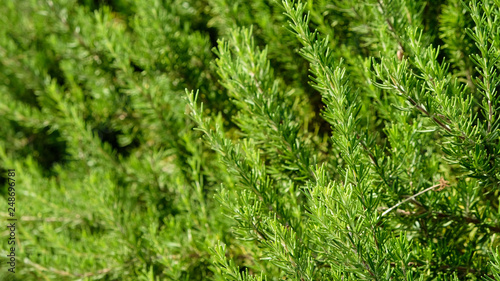 blossoming rosemary plants in the herb garden, selected focus, narrow depth of field. Medicinal plants