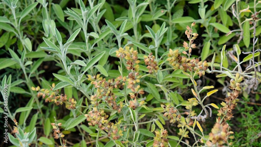 Spice plant: sage, (salvia officinalis), in vegetable garden. Medicinal plants Spice plant: sage, (salvia officinalis), in vegetable garden. Medicinal plants
