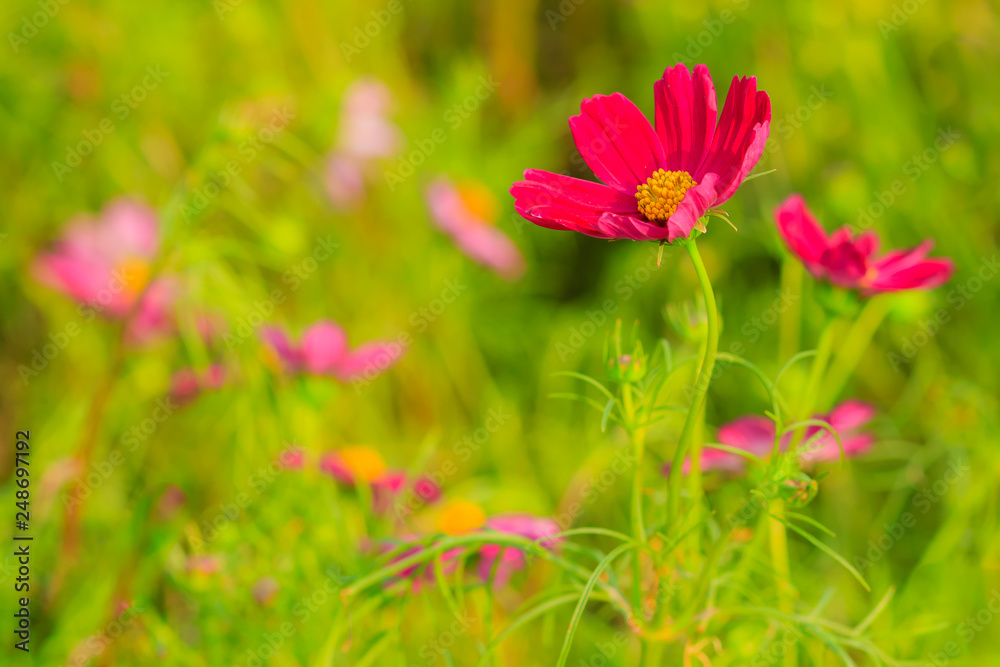 Beautiful Red Purple cosmos flower in the green background