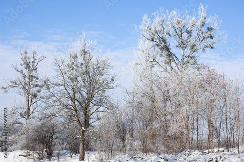 Wallpaper Mural Winter trees and blue sky in sunny, frosty weather Torontodigital.ca