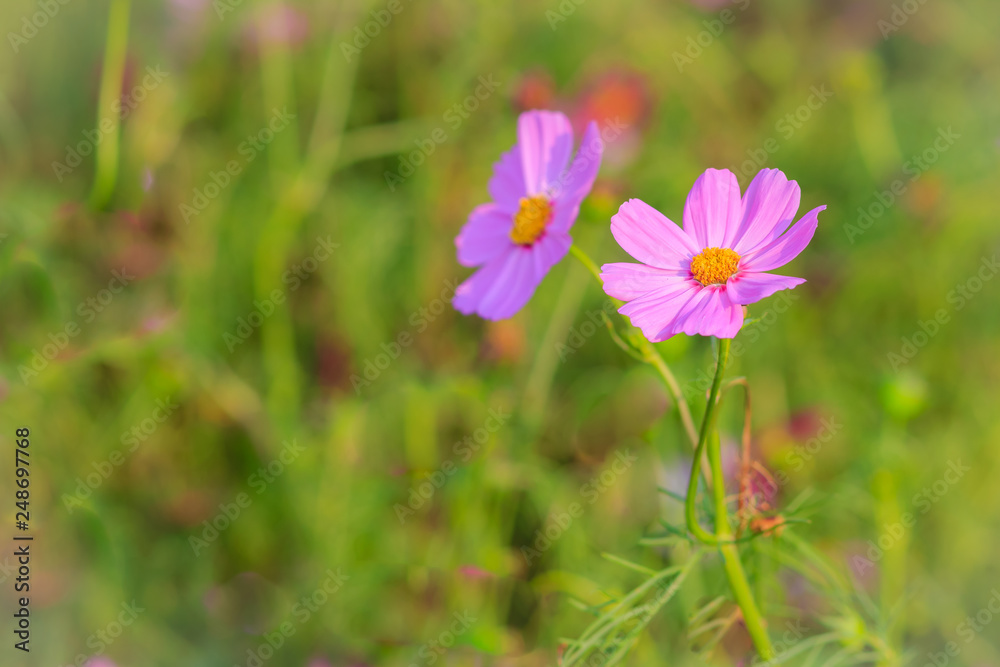 Beautiful pink cosmos flower in green background Beautiful pink cosmos flower in green background