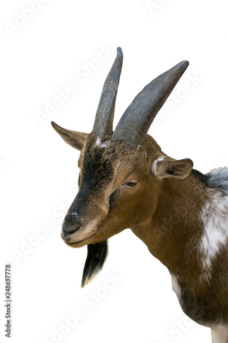 Goat's head isolated on white background