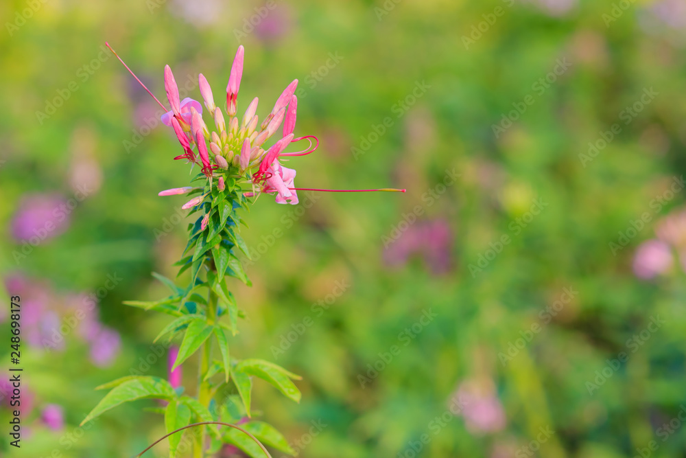 Beautiful Cleome spinosa linn. or spider flower in the green background Beautiful Cleome spinosa linn. or spider flower in the green background