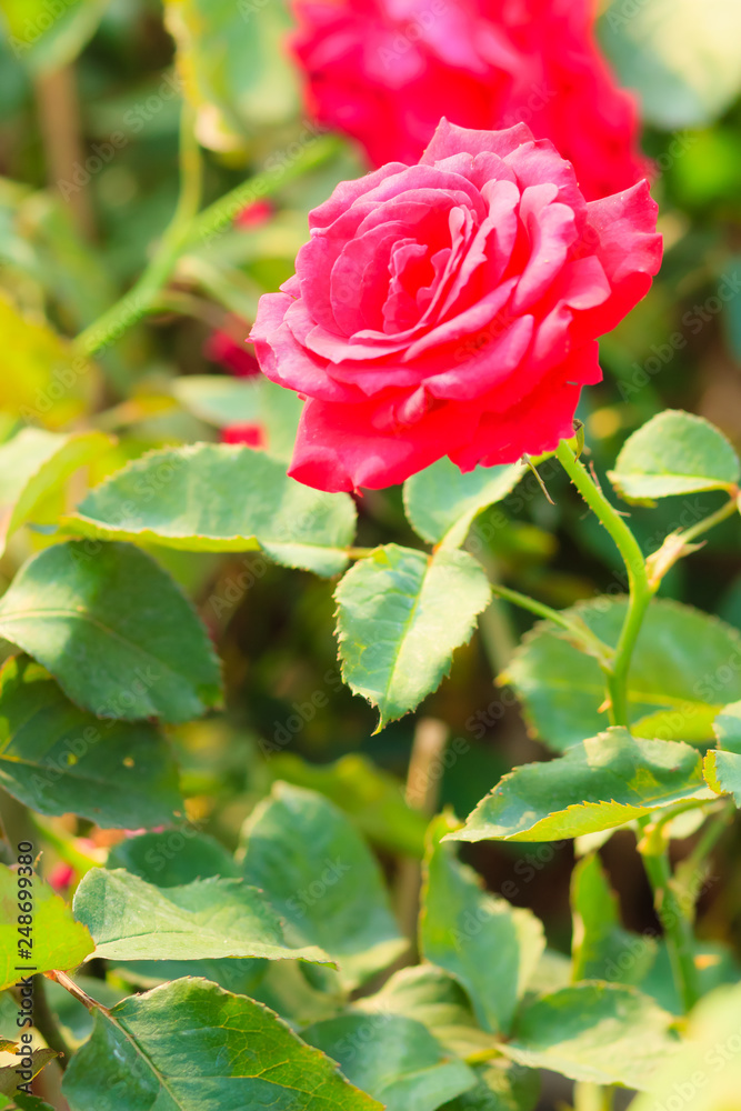 Beautiful Red Rose flower blooming on a bush in rose garden Beautiful Red Rose flower blooming on a bush in rose garden