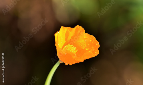 Ein leuchtender Kalifornischer Mohn photo