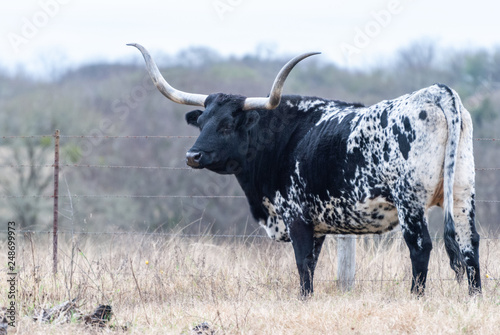 Fototapeta Naklejka Na Ścianę i Meble -  Texas Longhorn cow in Texas.