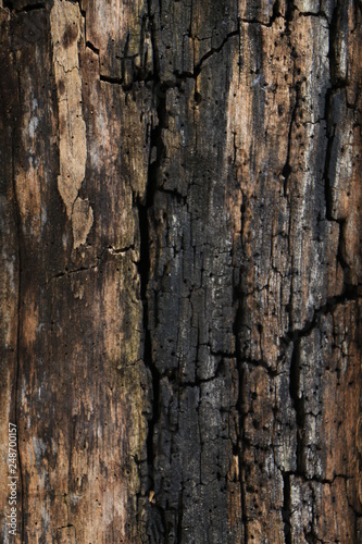 Close-up of the bark of an aged tree with different shades of brown and textured rough wood.