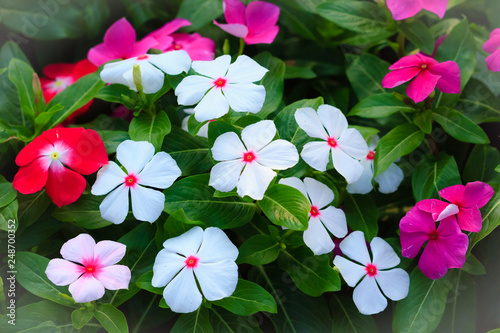 White Catharanthus roseus (commonly known as the Madagascar periwinkle