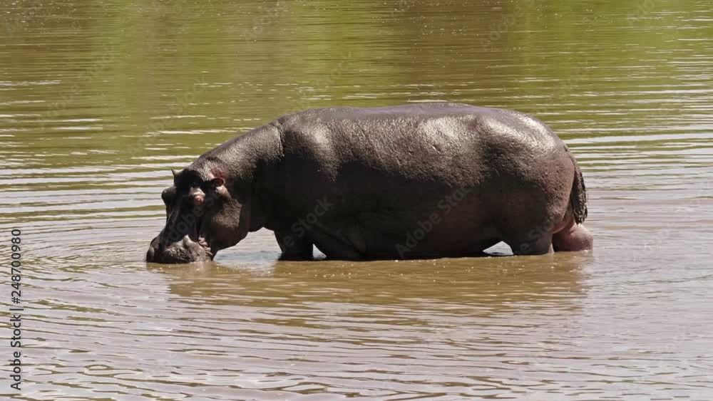 Hippopotamus in Maasai Mara Kenya Africa