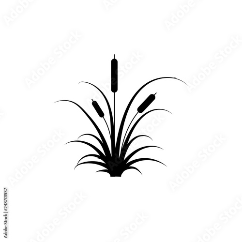 Reeds plant vector icon. Illustration of reeds on white isolated background.