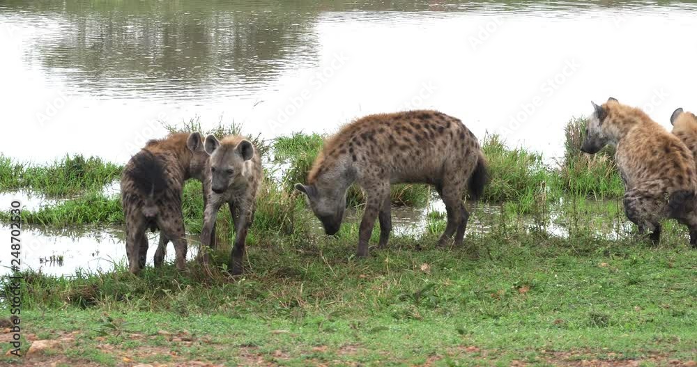 Spotted Hyena, crocuta crocuta, Group standing at Pond, Masai Mara Park in Kenya, Real Time 4K