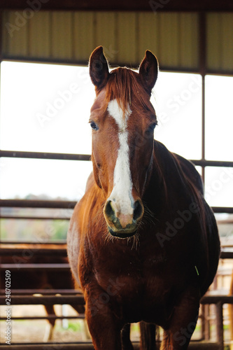 Brown horse on farm shows equine head looking at camera for western style animal portrait.