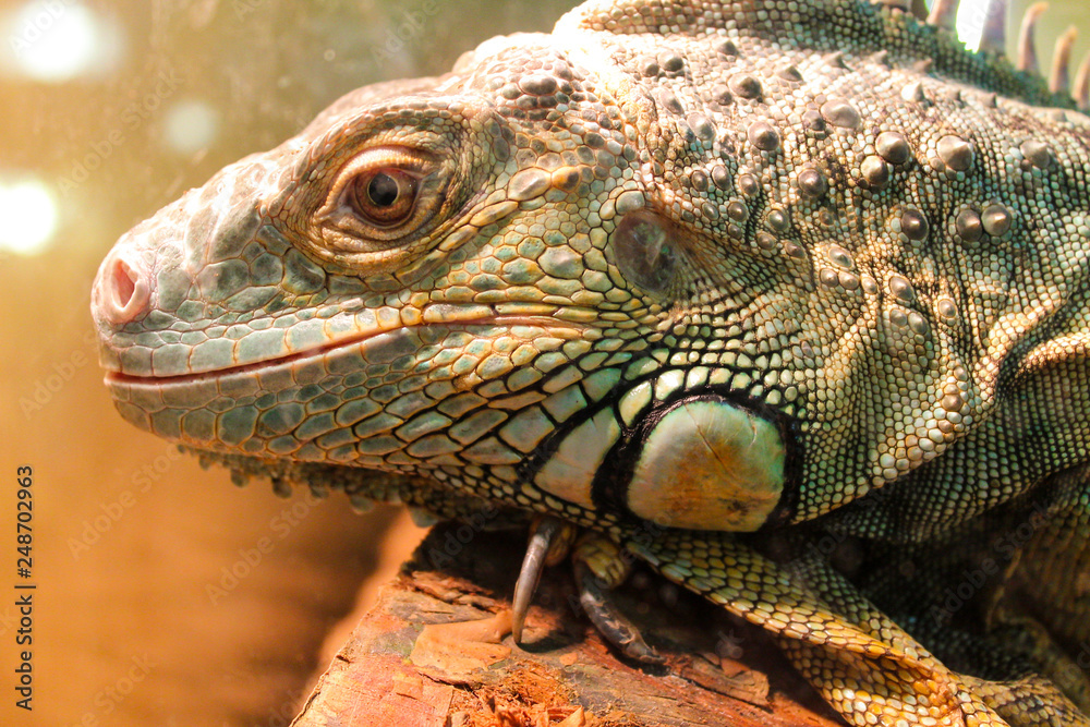 Obraz premium Close-up portrait of a Green iguana (Iguana iguana). Wild animal