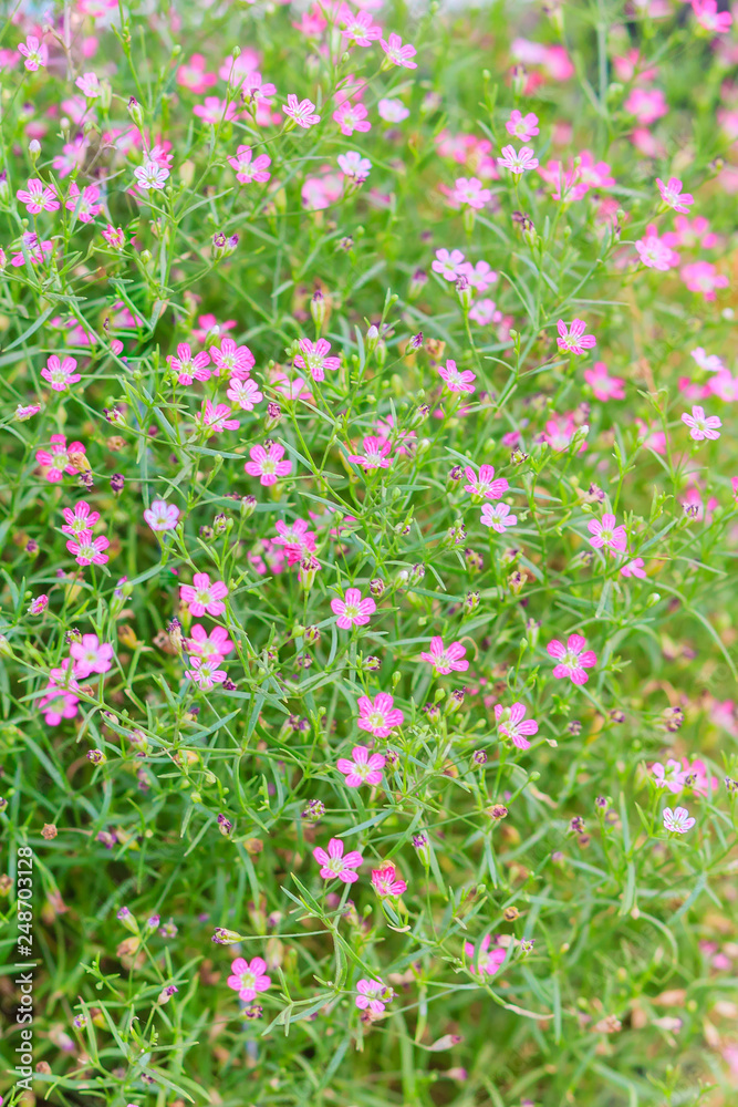 Beautiful gypsophila, babysbreath gypsophila (Gypsophila paniculata L.) blooming in the garden