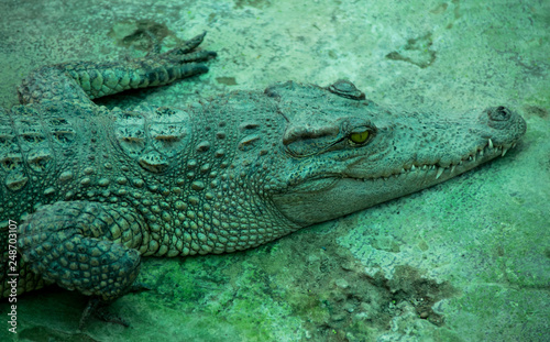 Vietnamese crocodile from the Mekong