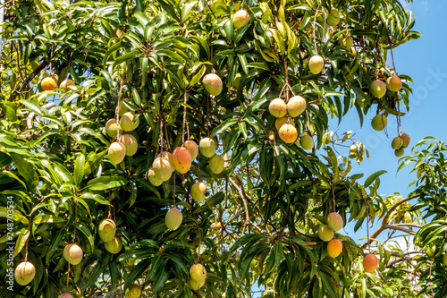 Mangos on the tree