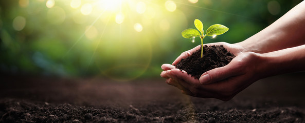 Plant in Hands. Ecology concept. Nature Background