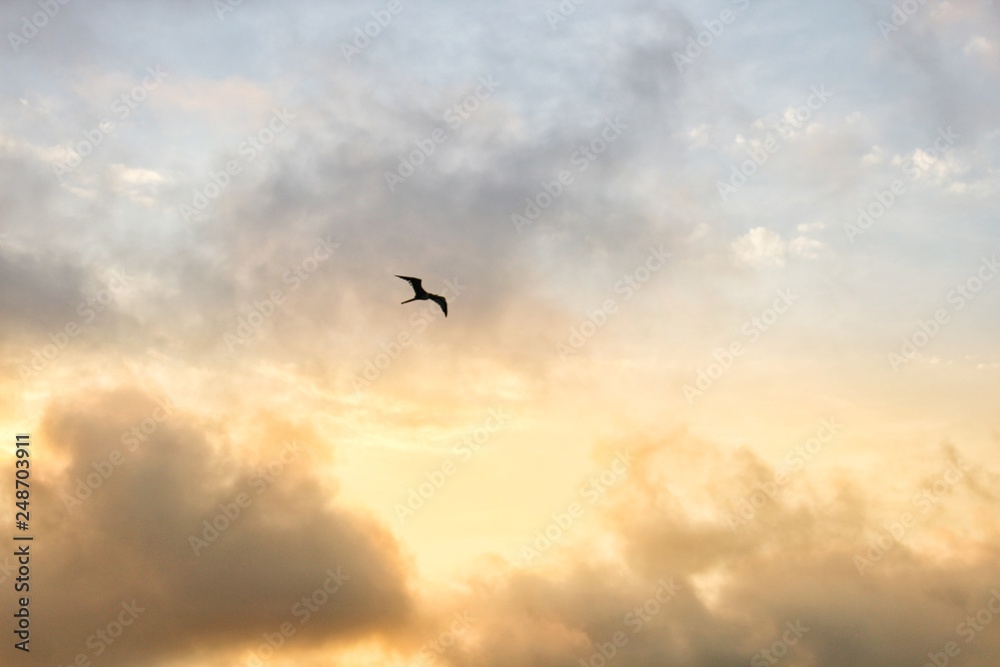 birds flying in the sky at sunset birds flying in the sky at sunset