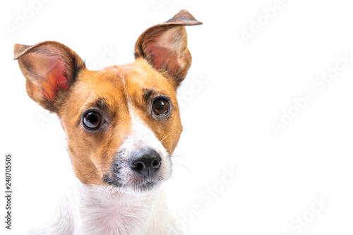 Closeup Portrait Jack Russell Terrier  standing in front  isolated white background