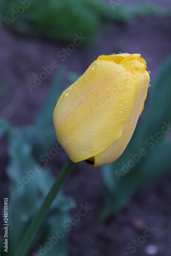  yellow tulip