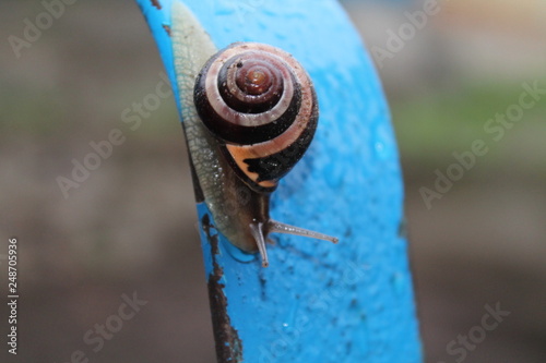  snail
