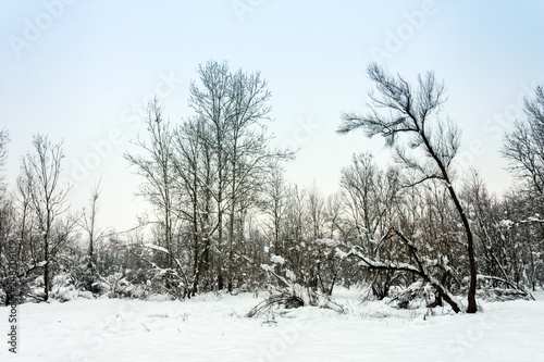 Wallpaper Mural Winter landscape with snow covered trees Torontodigital.ca
