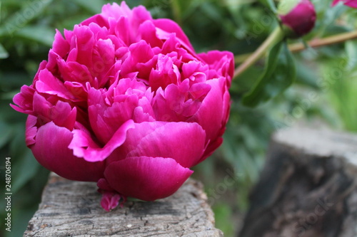 pink rose in the garden
