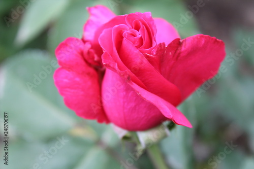 pink rose in garden