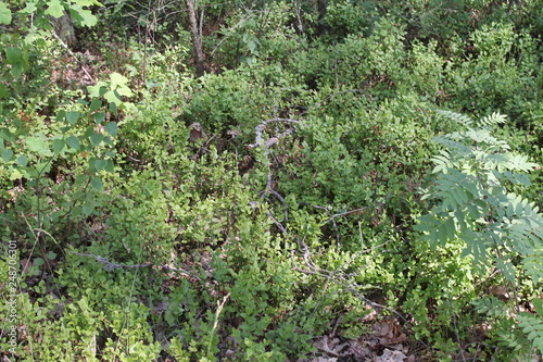 plants in the forest