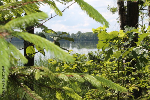 lake in the forest