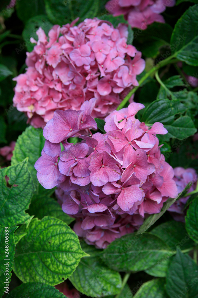 Fototapeta premium Hortensien (Hydrangea) Pflanze mit Blüten