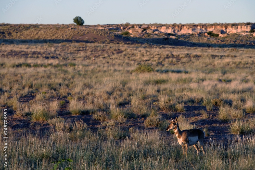 Petrified Forest National Park Petrified Forest National Park