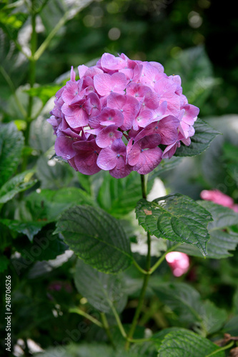  Hortensien (Hydrangea) Pflanze mit Blüten