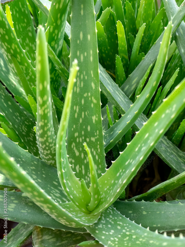 aloe vera plant leaves