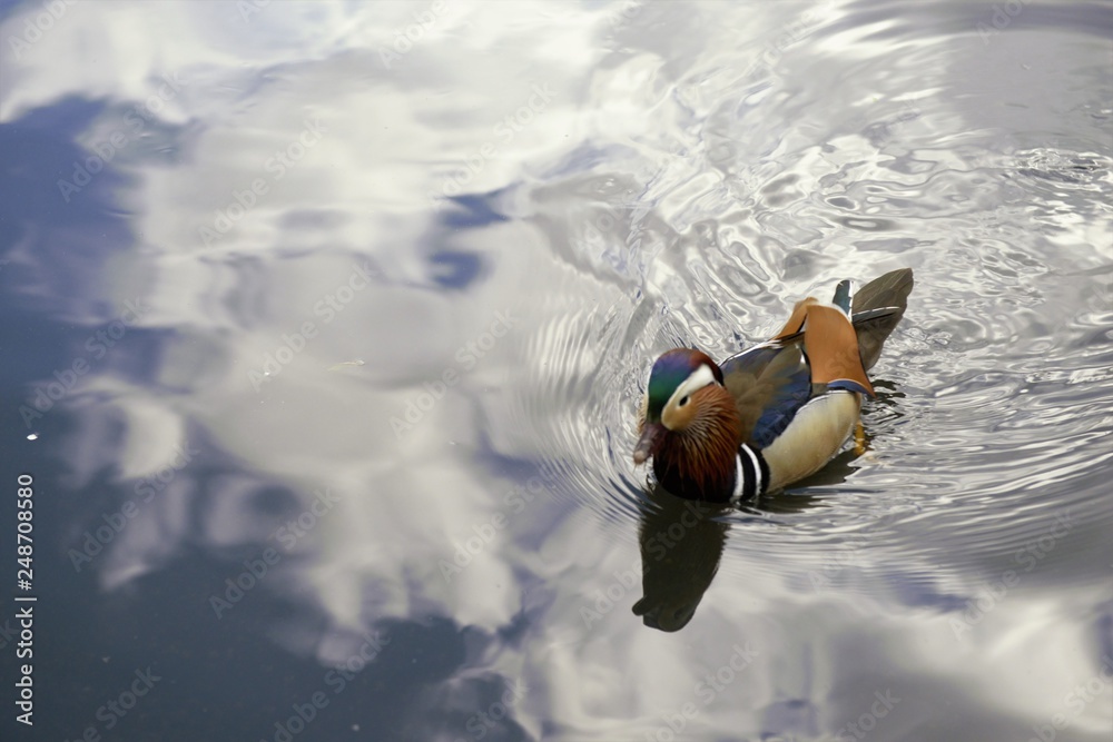 Obraz premium canard