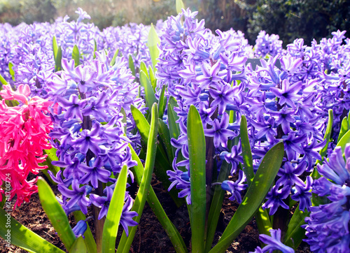 Beautiful spring flowers: delicate pink and blue hyacinths in the famous Keukenhof park in the Netherlands in early spring on a sunny day.