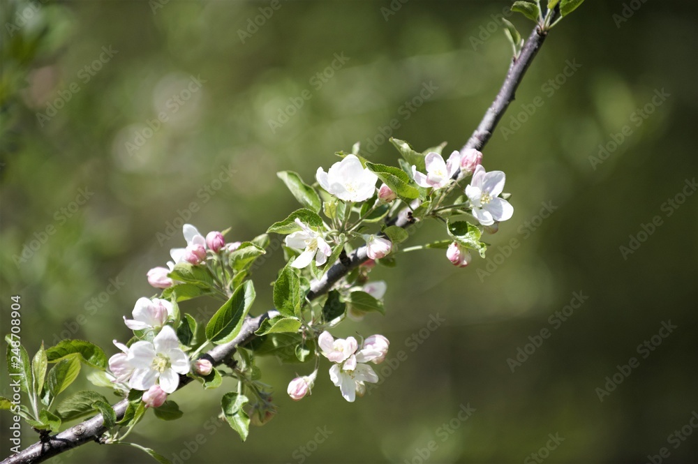 Obraz premium églantine sauvage