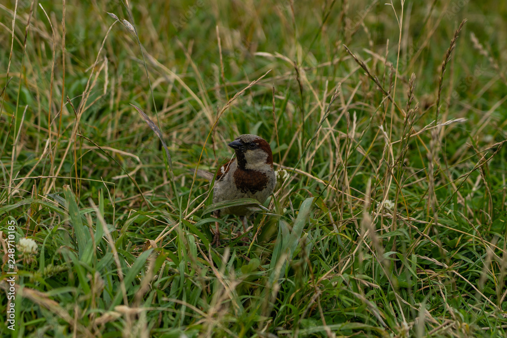 Obraz premium Sparrow on a field at Taylors mistake walkway in New Zealand, wildlife of New Zealand, close up photography of a Sparrow