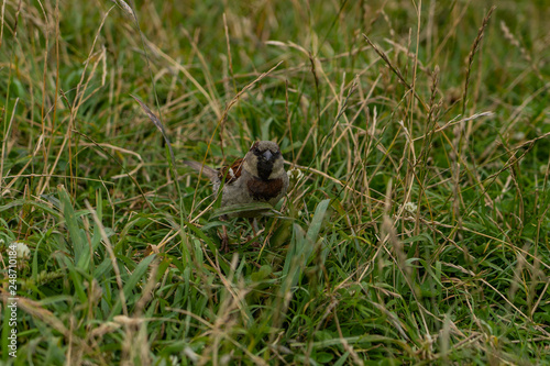 Sparrow on a field at Taylors mistake walkway in New Zealand, wildlife of New Zealand, close up photography of a Sparrow