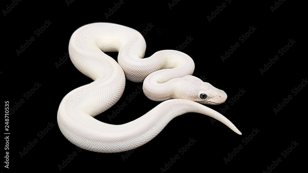 Obraz premium Big snake on black background