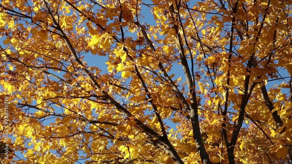 Yellow maple branches swinging on the wind a warm fall evening Yellow maple branches swinging on the wind a warm fall evening