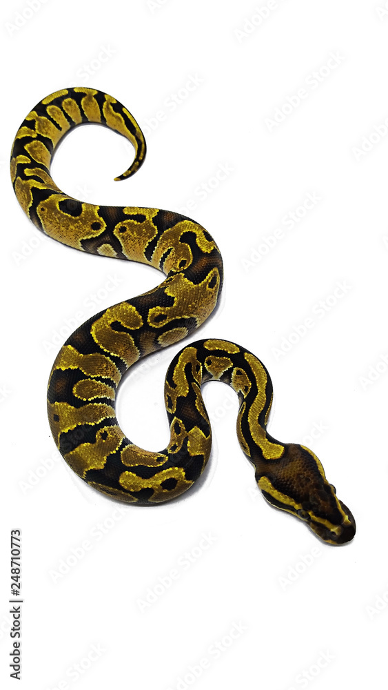 snake isolated on white background snake isolated on white background